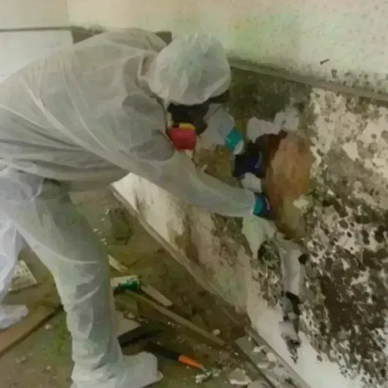 Mold Remediation and Removal in Frankfort, OH